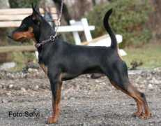 minpin.dk Charkara