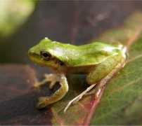 xperiax10.net Charliej