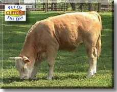 petoftheday.com Charlois