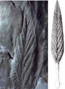 paleontology.ru Charniya