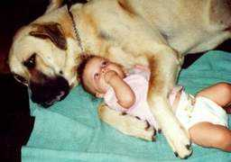 anatoliandog.org Charnstrom