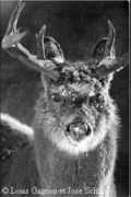 Chasserez