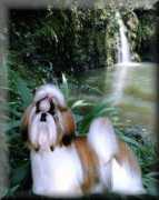 shihtzu.eu Cheina