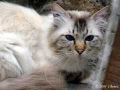 birman.free.fr Chenoz