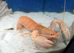 Cherax