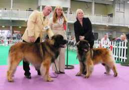 leonbergerdog.lv Cherika