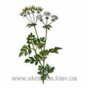 ukrspice.kiev.ua Chervil
