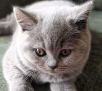 cheslobritishblue.co.uk Cheslo