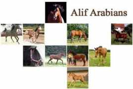 Chevaux