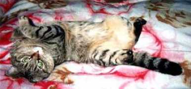 tky.3web.ne.jp Chibiko