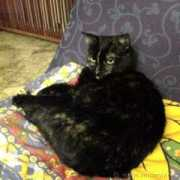 Chicca