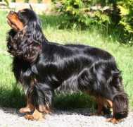 Chicco