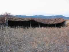 Chiccu