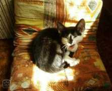miciny.cz Chichichi