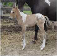 designsporthorse.com Chiclette