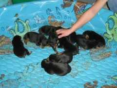 whitedobermanpuppies.com Chidobe