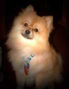 Chieffo