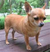 dogsindepth.com Chihuahua
