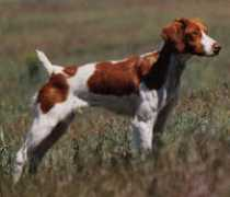 britts-n-pekes.com Chiklet