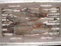 chukai.ne.jp Chikumi