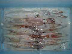 chukai.ne.jp Chikumi