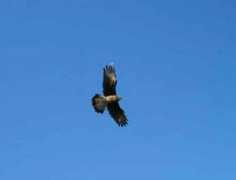 worldbirds.eu Chilea