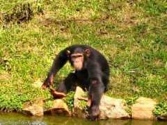 cosmovisions.com Chimpanze