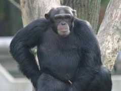 Chimpanze