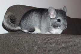 Chinchillas