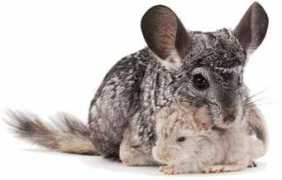 Chinchillas