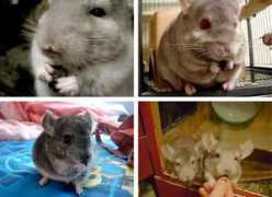 Chinchillas