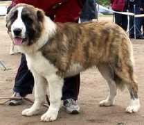 security-dog.org Chingizhan