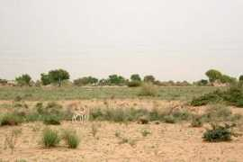 Chinkara