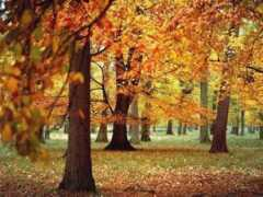 chinling.com Chinling