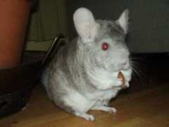 Chinni