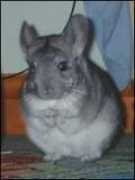 cheekychinchillas.com Chinnie