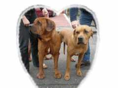 inzerce-psu.hafici.cz Chinty