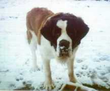 chipyourpet.com Chippet
