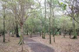 panoramio.com Chiquitano