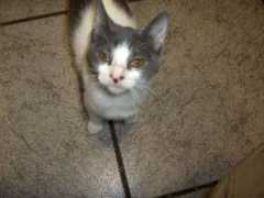 objetivocantabria.eldiariomontanes.es Chiquitin