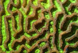 vedphoto.com Chirayath