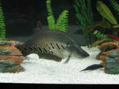 tropicalfishgallery.com Chitala