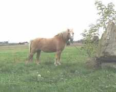 gaershoej.dk Chitana