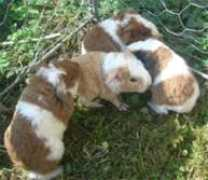 meerschweinchen-frauenfeld.ch Chjara