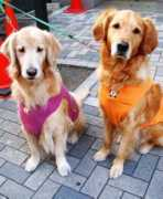 321dogs.com Chobo