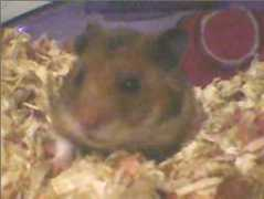 Chocapic