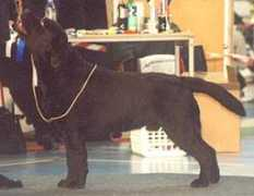 stenways.retriever.ru Chooseme