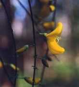 galicias.com Chorima