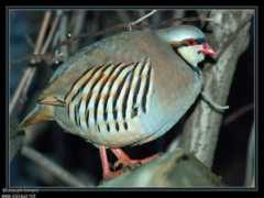 oiseaux.net Choukar