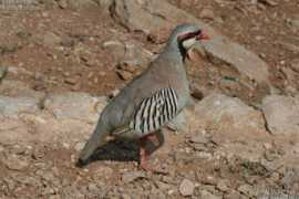 oiseaux.net Choukar